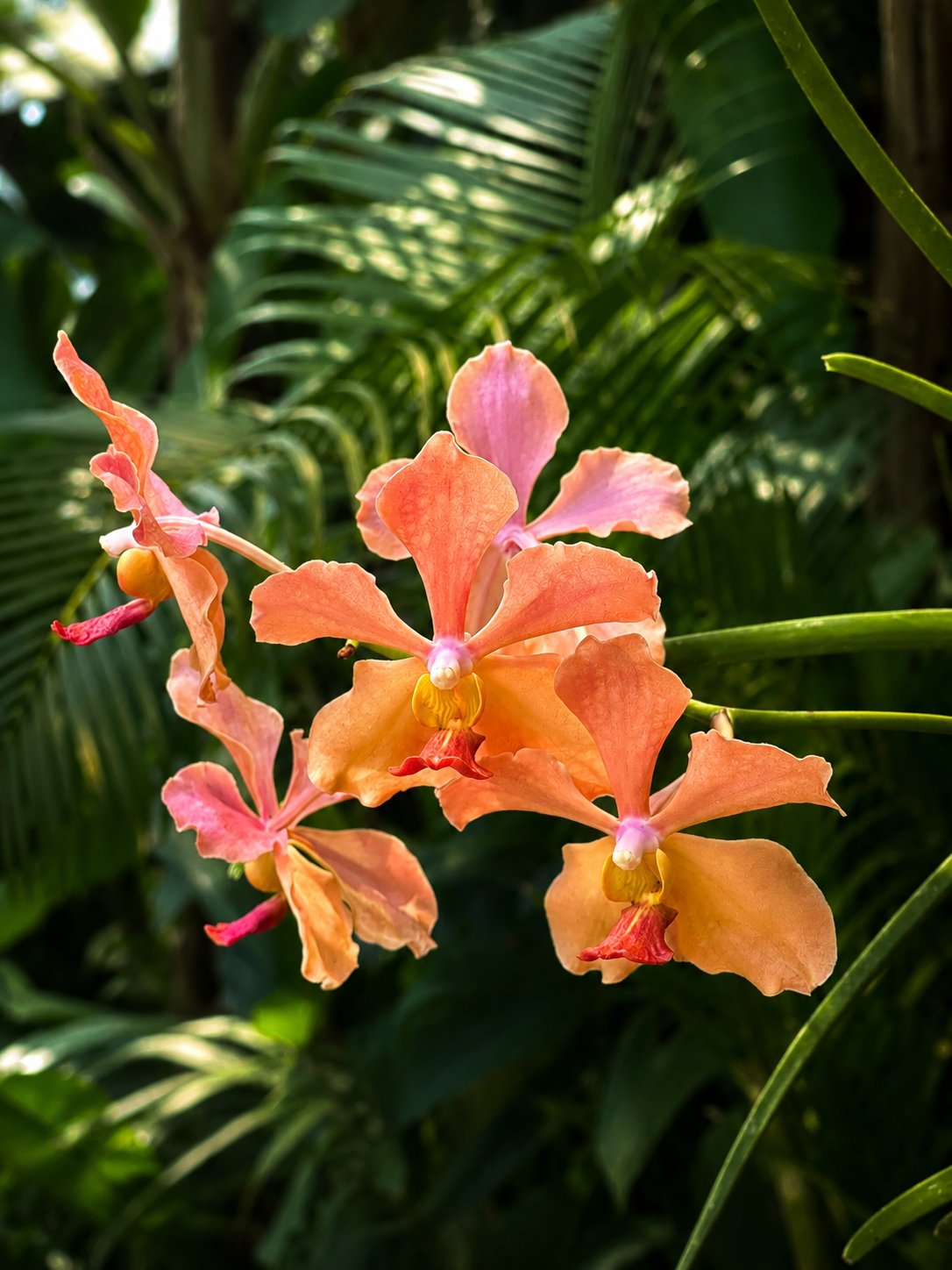 Tropical flower growing within the gardens of Vanara Resort