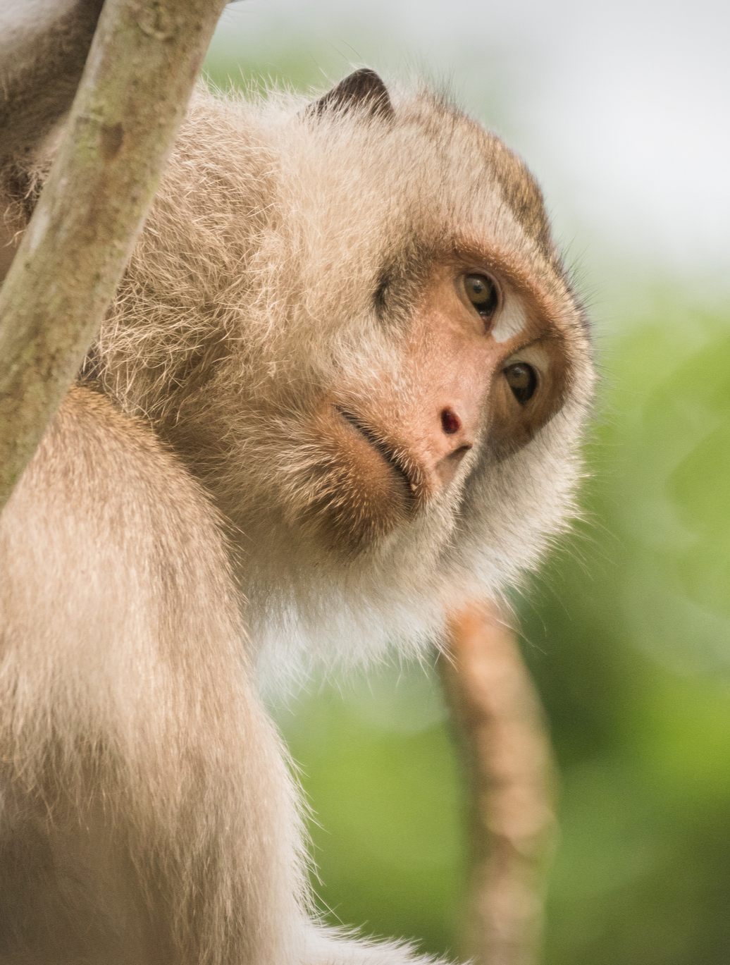 A natural detail at Vanara Eco Resort